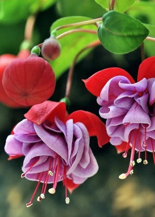 唯美風(fēng)景圖片：世界上最美倒掛金鐘花！