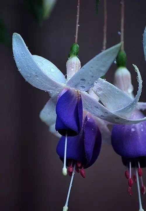 唯美風(fēng)景圖片：世界上最美倒掛金鐘花！