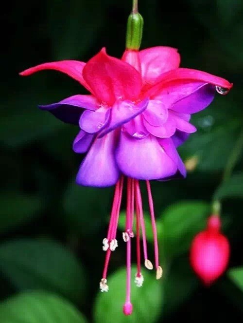 唯美風(fēng)景圖片：世界上最美倒掛金鐘花！