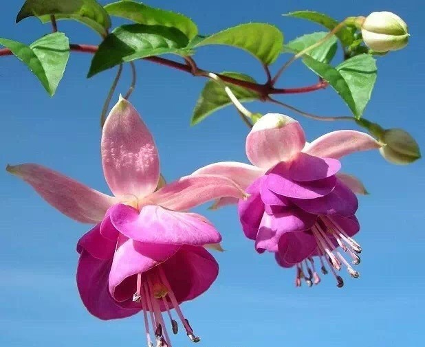 唯美風(fēng)景圖片：世界上最美倒掛金鐘花！