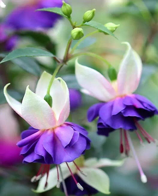 唯美風(fēng)景圖片：世界上最美倒掛金鐘花！