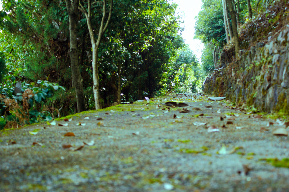 西顧·望城山居，闖入仙境等待一場花開的心動