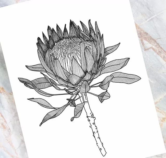 9款黑白簡(jiǎn)約植物插畫：一絲一線的描繪