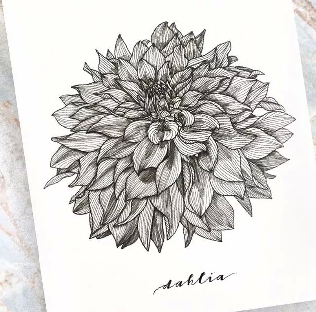 9款黑白簡(jiǎn)約植物插畫：一絲一線的描繪