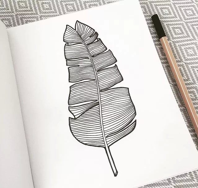 9款黑白簡(jiǎn)約植物插畫：一絲一線的描繪