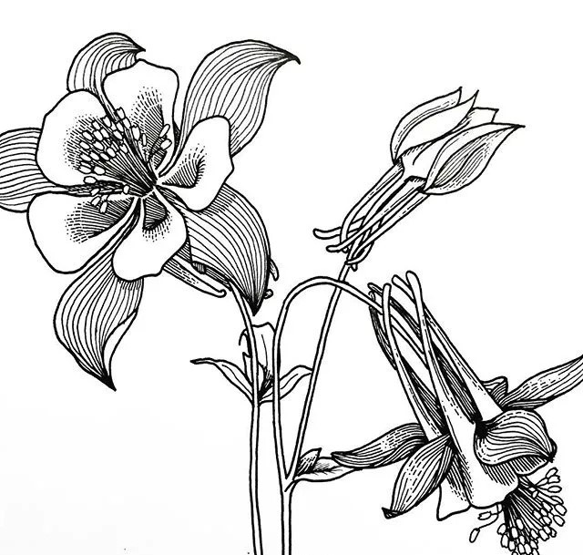 9款黑白簡(jiǎn)約植物插畫：一絲一線的描繪