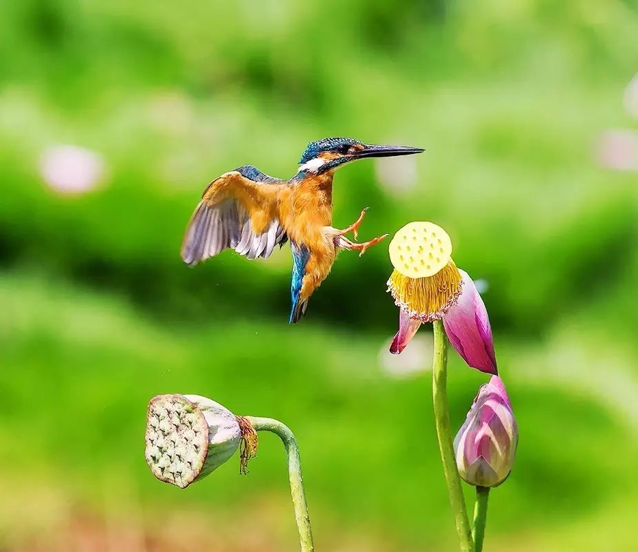 細(xì)微之美：一組荷花翠鳥美景圖