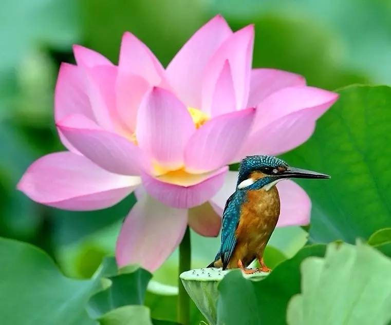 細(xì)微之美：一組荷花翠鳥美景圖