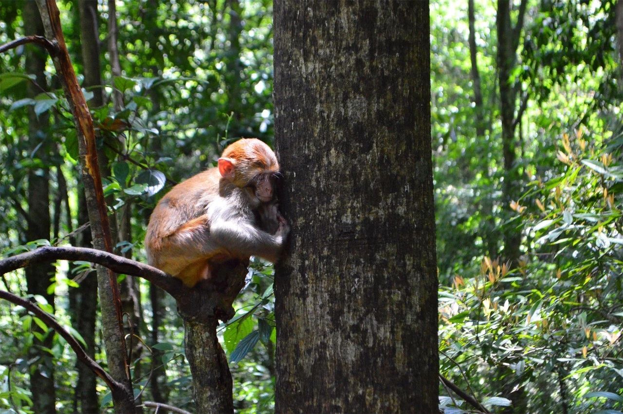 張家界·五號山谷，山谷在重生！