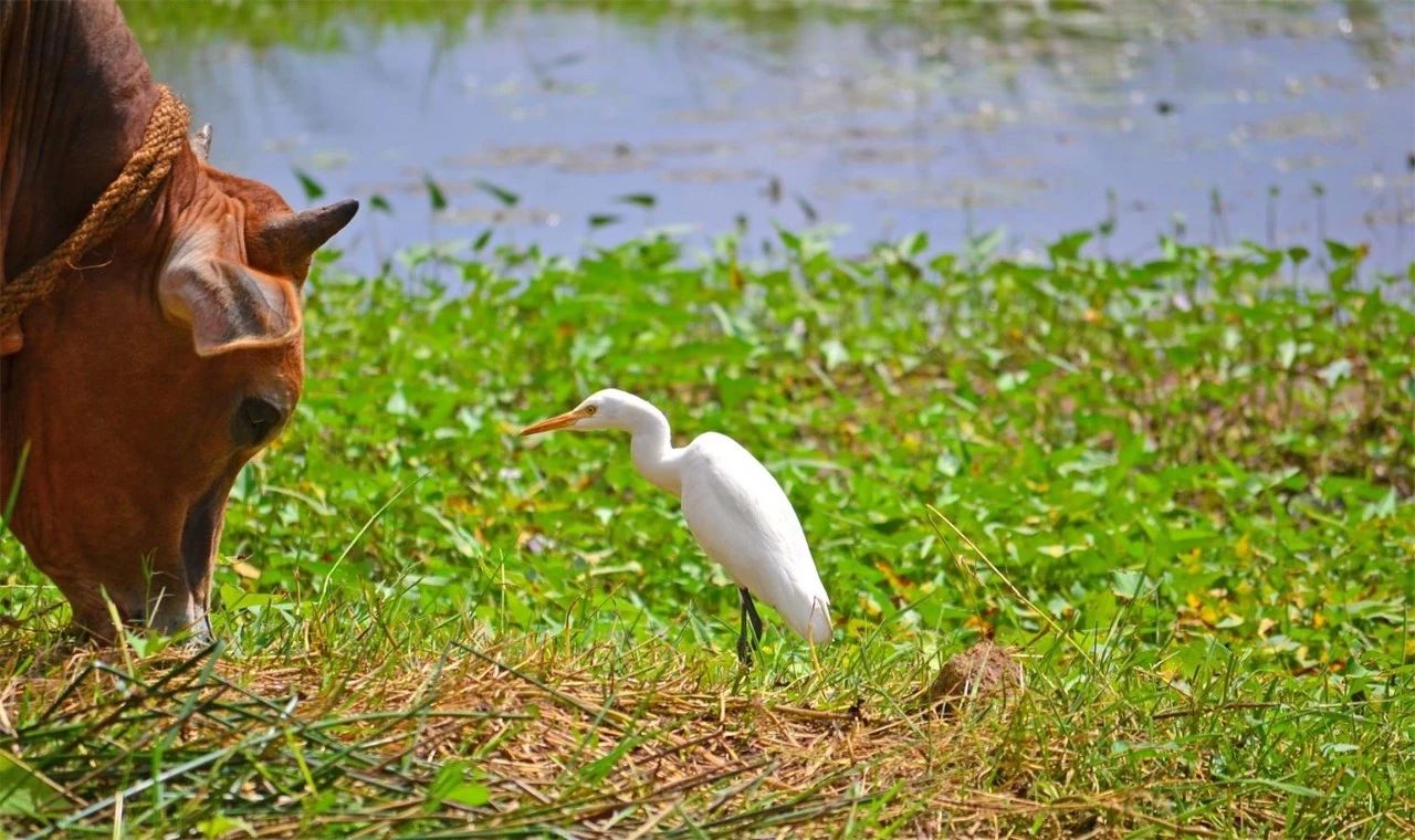金華·村尚村宿，認(rèn)識自然尋回久違的童真