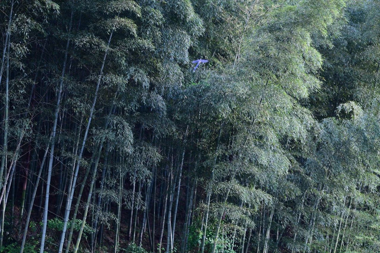 金華·村尚村宿，認(rèn)識自然尋回久違的童真