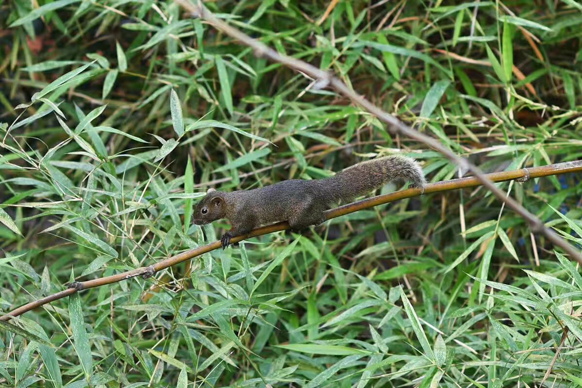 覺(jué)園1984，創(chuàng)造一個(gè)時(shí)空錯(cuò)亂的夢(mèng)境