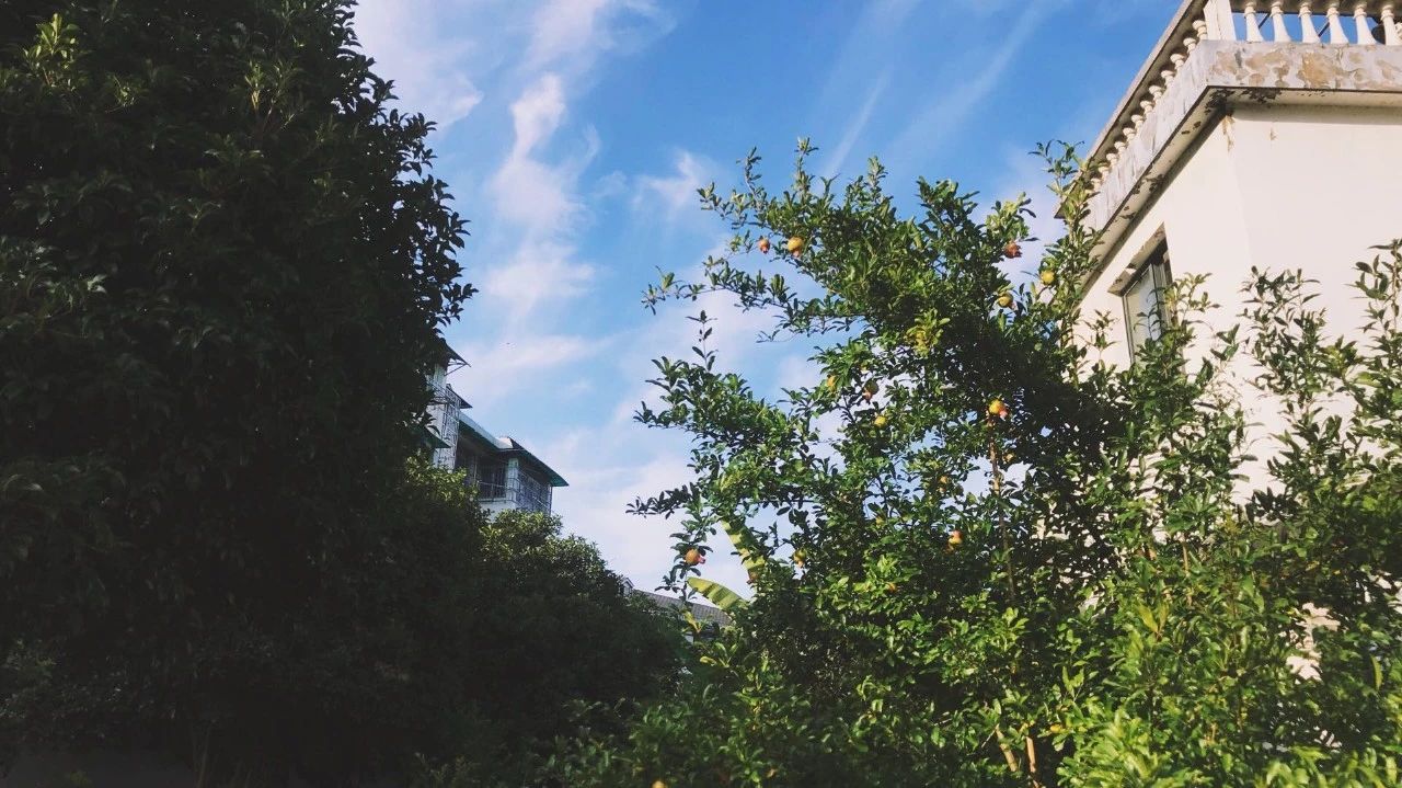 杭州·茶田秘境，有生之年盡情去折騰