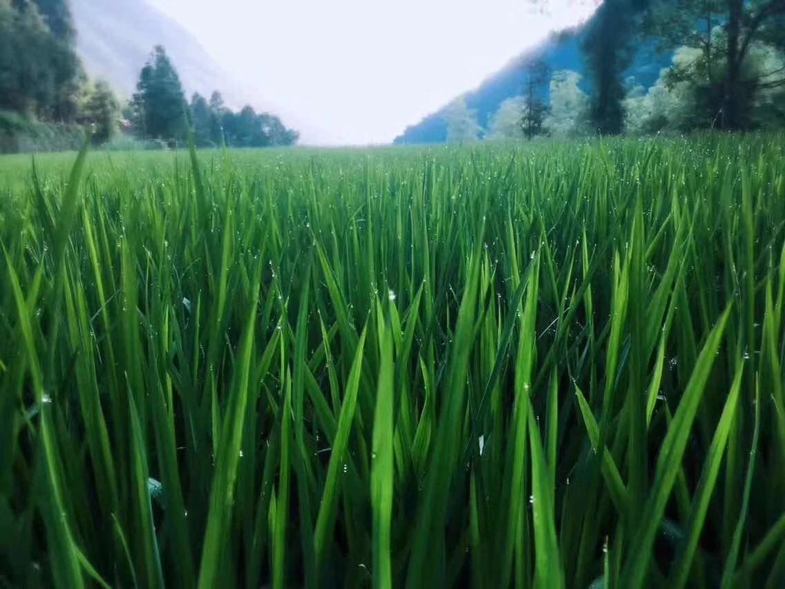 溫州·外水良藝境，一家溫州最美民宿之一