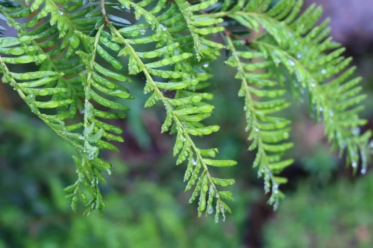 莫干山·柒竹悠南山，安靜的世外桃源