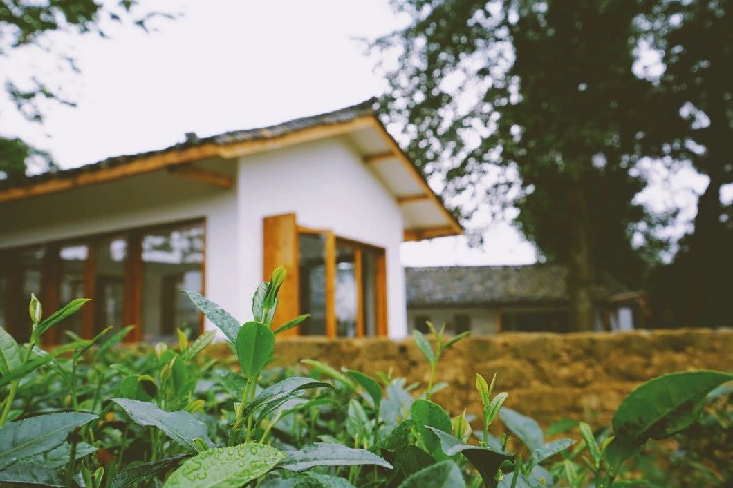 一所茶園里的民宿，過著鄉(xiāng)下悠閑愜意的日子