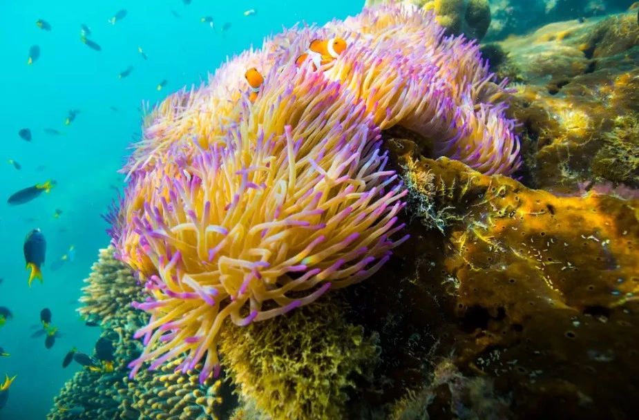 奇屋一夜民宿設(shè)計集合，把民宿開在了長城上