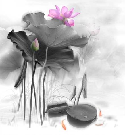 超美水墨荷花風(fēng)景攝影，美的不可思議