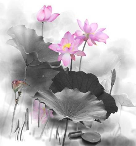 超美水墨荷花風(fēng)景攝影，美的不可思議