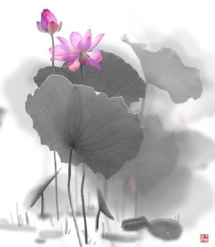 超美水墨荷花風(fēng)景攝影，美的不可思議
