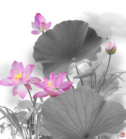 超美水墨荷花風(fēng)景攝影，美的不可思議
