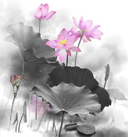 超美水墨荷花風(fēng)景攝影，美的不可思議