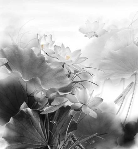 超美水墨荷花風(fēng)景攝影，美的不可思議