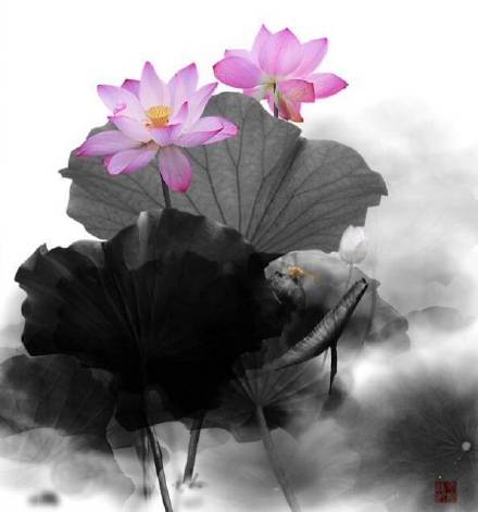 超美水墨荷花風(fēng)景攝影，美的不可思議
