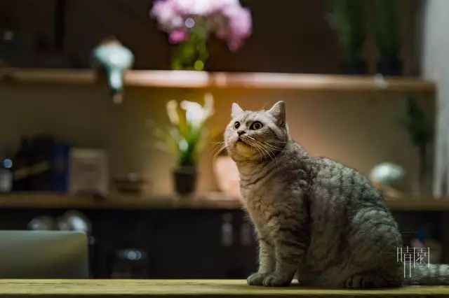 10家徽州最美民宿，領(lǐng)略徽州老宅的氣息