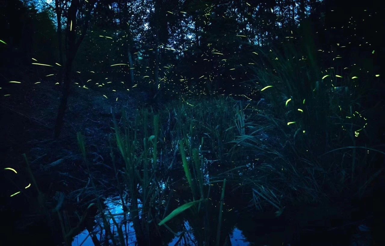 6家莫干山的新民宿，美出新境界