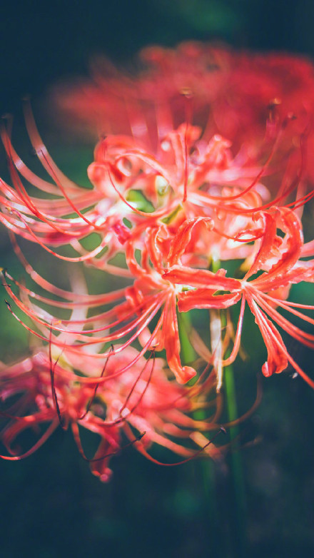 彼岸花高清美景圖片，超美手機壁紙圖集