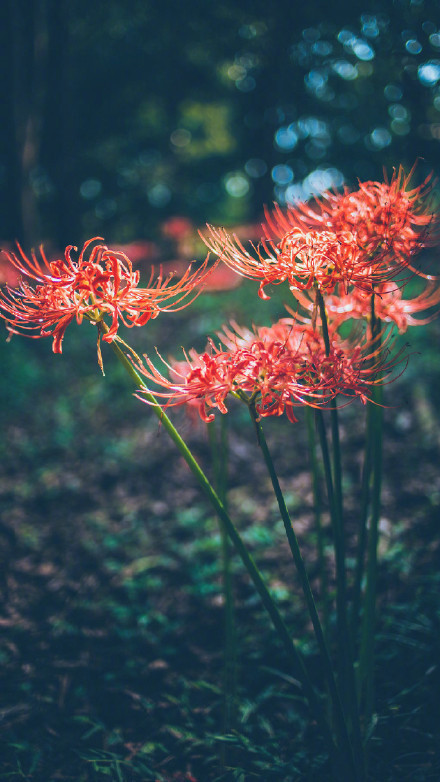 彼岸花高清美景圖片，超美手機壁紙圖集