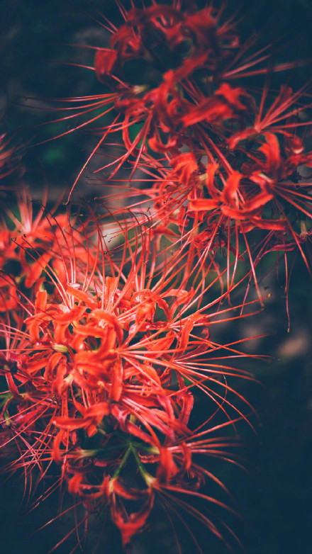 彼岸花高清美景圖片，超美手機壁紙圖集