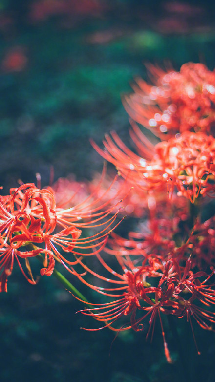 彼岸花高清美景圖片，超美手機壁紙圖集