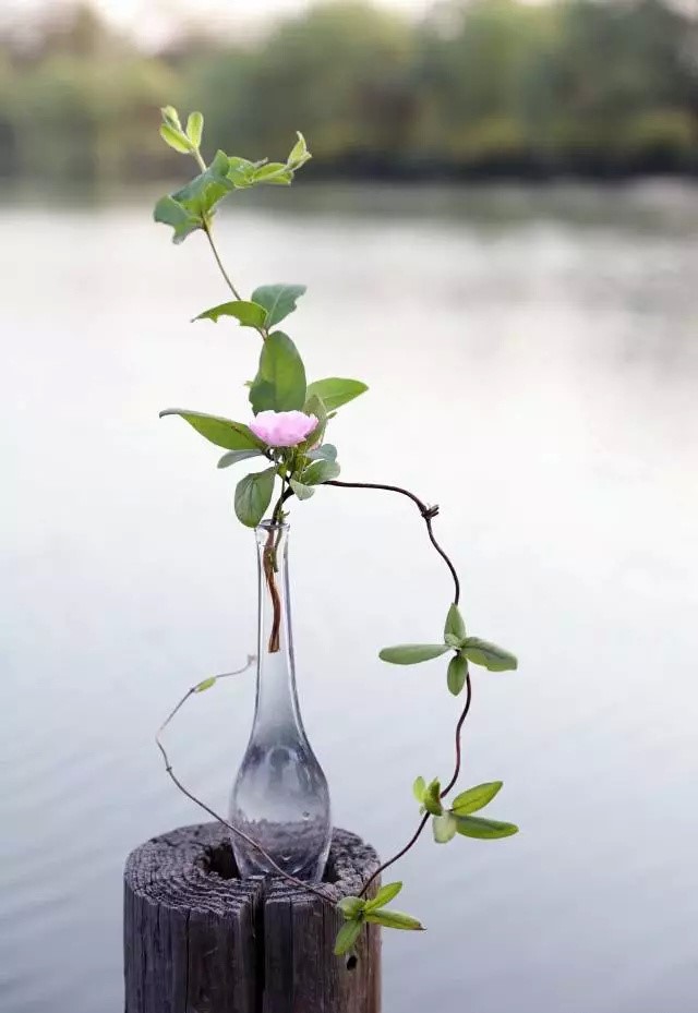 超有意境的瓶花藝術(shù)，一組簡(jiǎn)約中國(guó)瓶花藝術(shù)