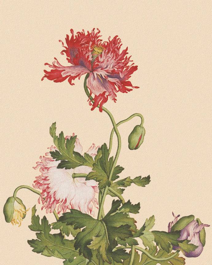 郎世寧的工筆畫(huà)欣賞，品味國(guó)畫(huà)藝術(shù)的古典之美