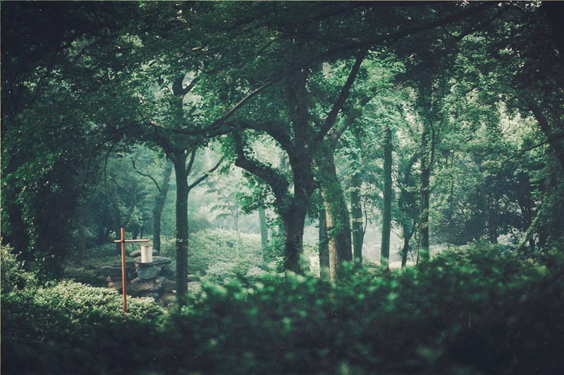 夏日樹蔭風景攝影