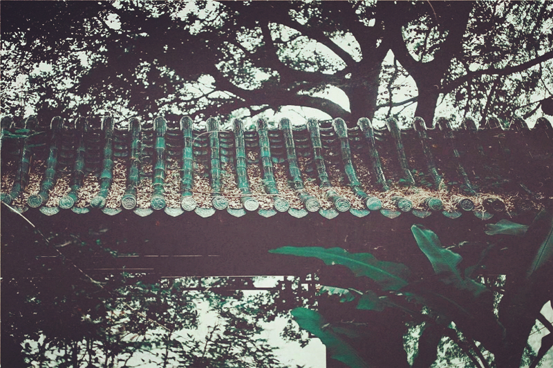 夏日樹蔭風景攝影