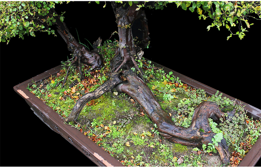 盆景大師金玉良緣杭派盆景