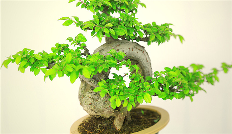 盆景作品云中旭日，榆樹小品盆景