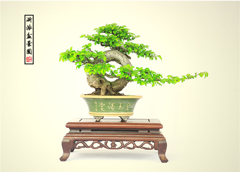 盆景作品云中旭日，榆樹小品盆景