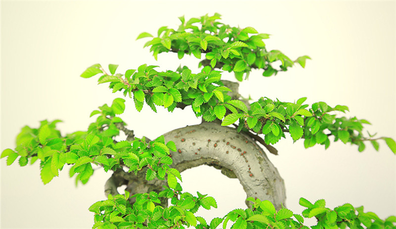 盆景作品云中旭日，榆樹小品盆景