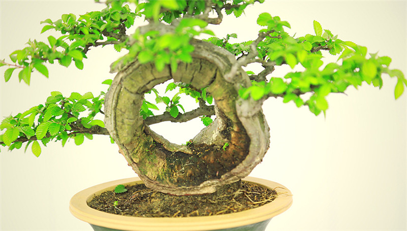 盆景作品云中旭日，榆樹(shù)小品盆景