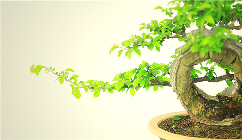 盆景作品云中旭日，榆樹小品盆景