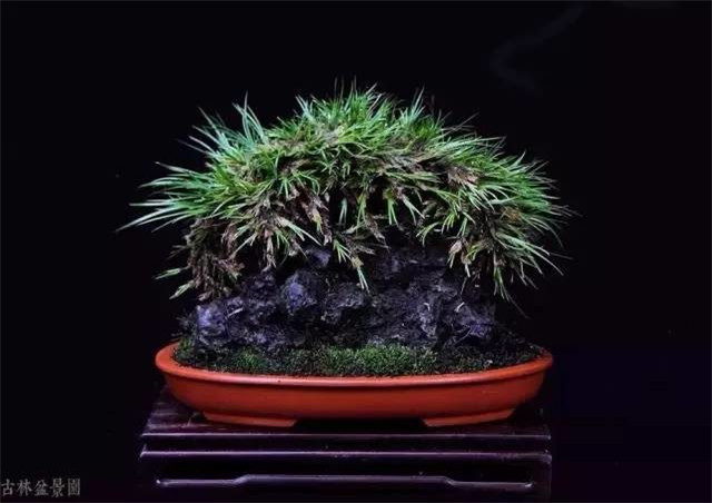 耐苦寒安淡泊古時(shí)“神草”菖蒲