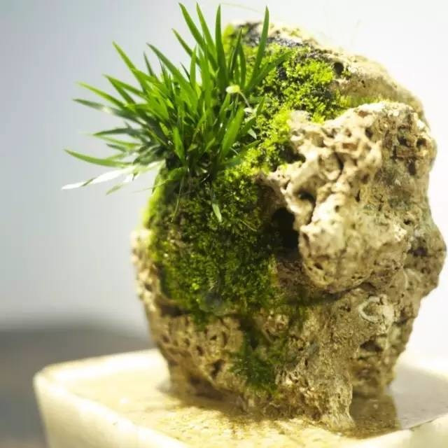 耐苦寒安淡泊古時“神草”菖蒲