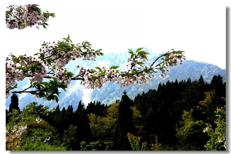 臺灣阿里山風(fēng)光攝影欣賞