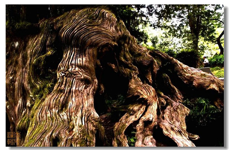 臺灣阿里山風光攝影欣賞