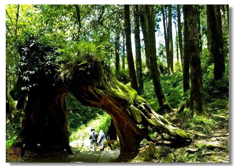 臺灣阿里山風光攝影欣賞