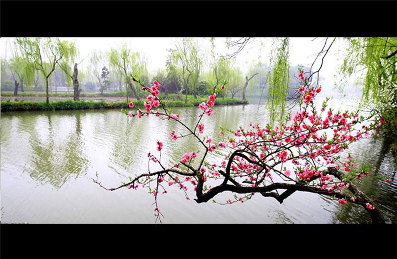 揚州三月河岸春色攝影